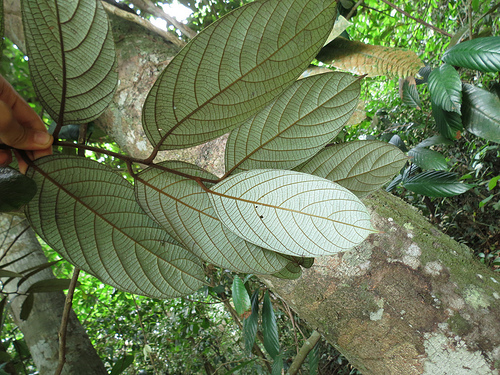 Cryptocarya sp